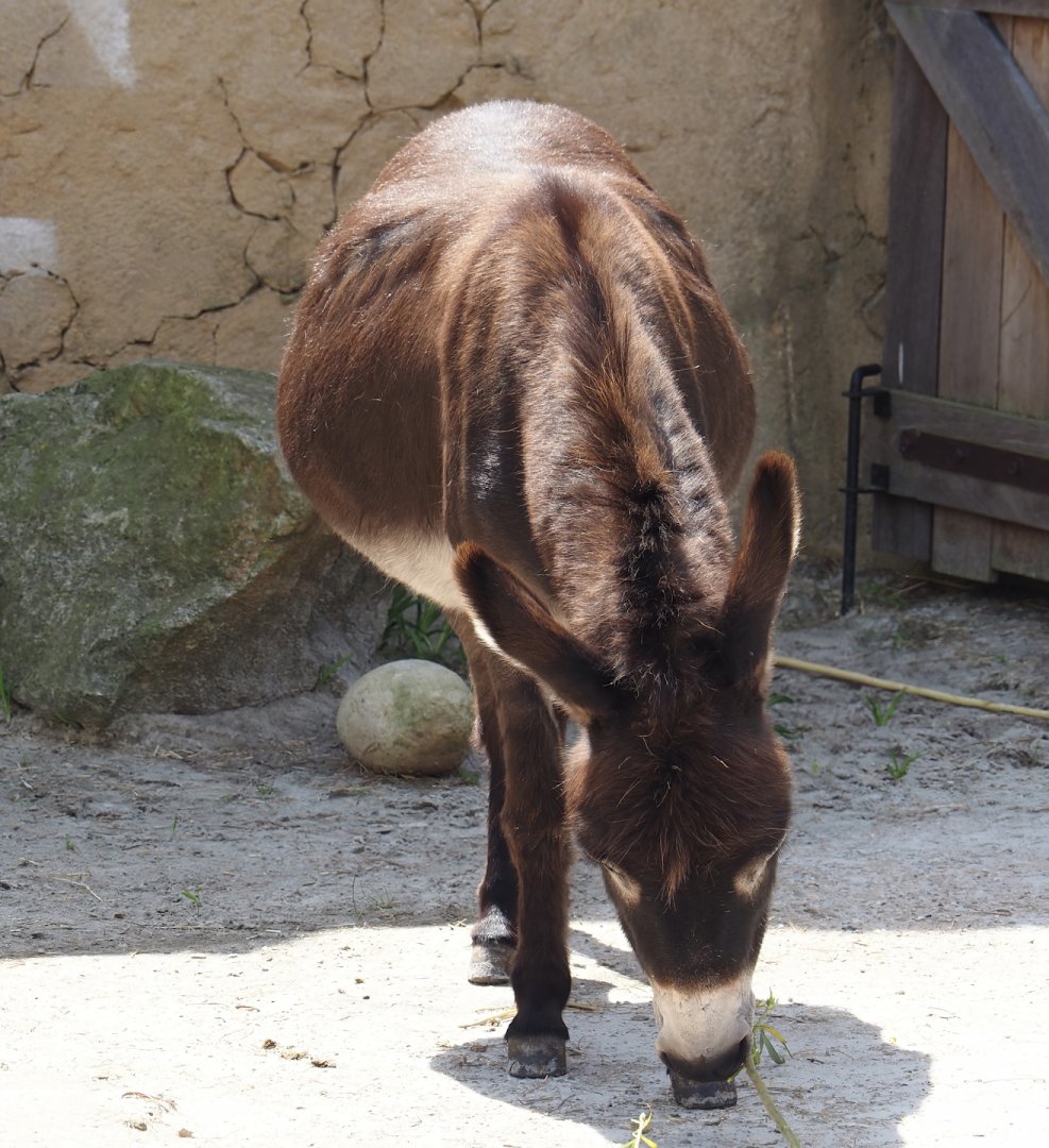 Serenga - Miniature donkey (Equus africanus asinus), 2024-06-23