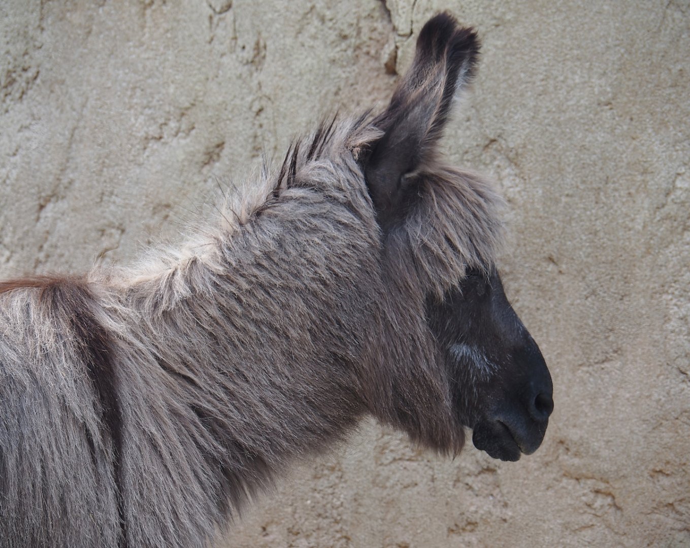 Serenga - Miniature donkey (Equus africanus asinus), 2024-06-23