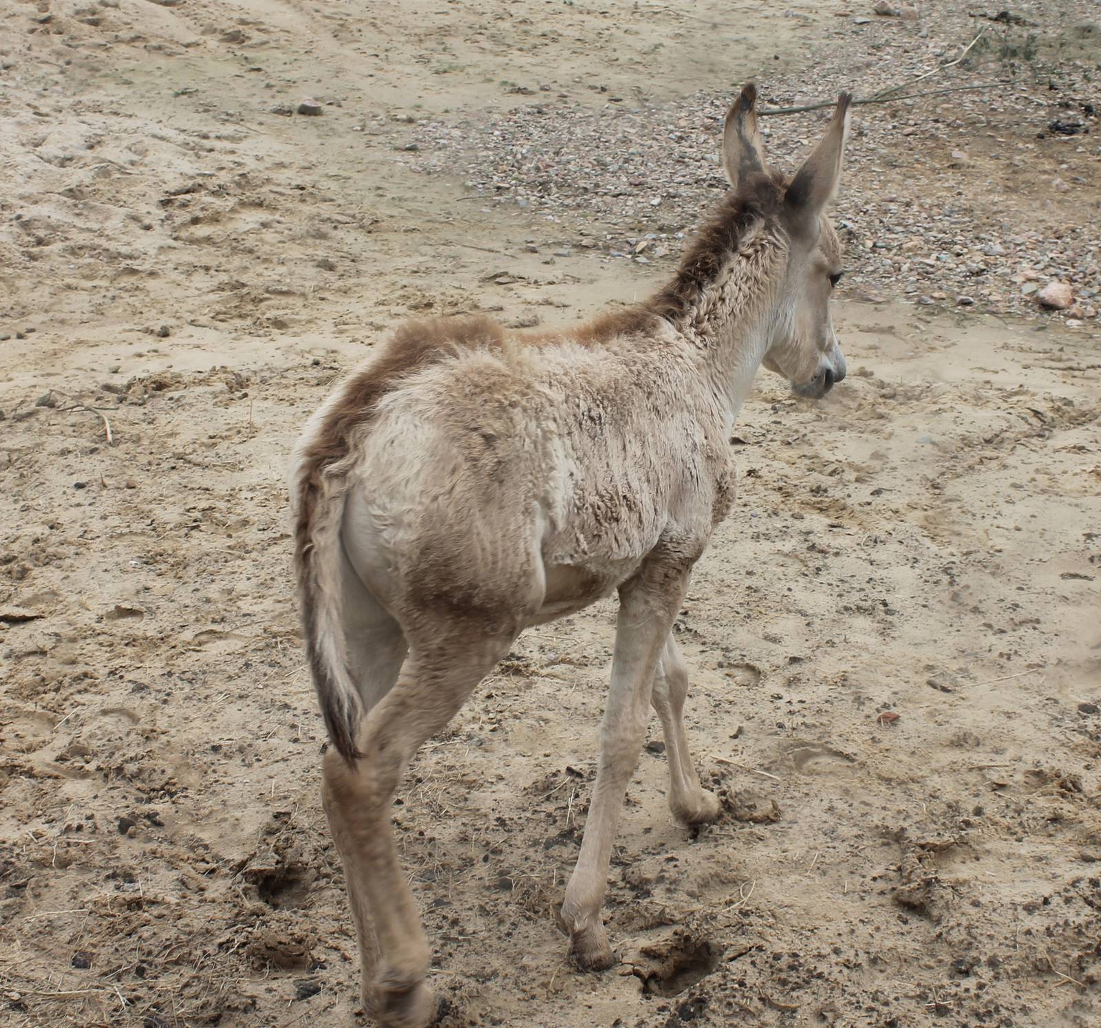 SERENGA - Onager foal