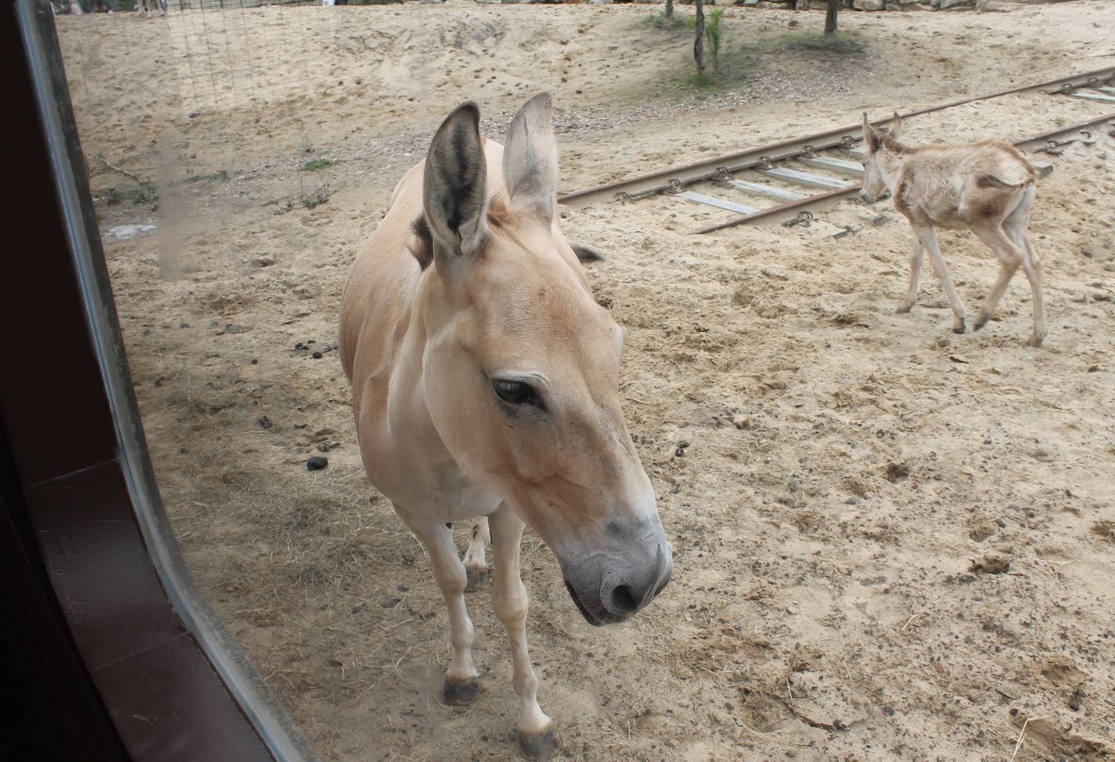 SERENGA - Onager viewing out of the train