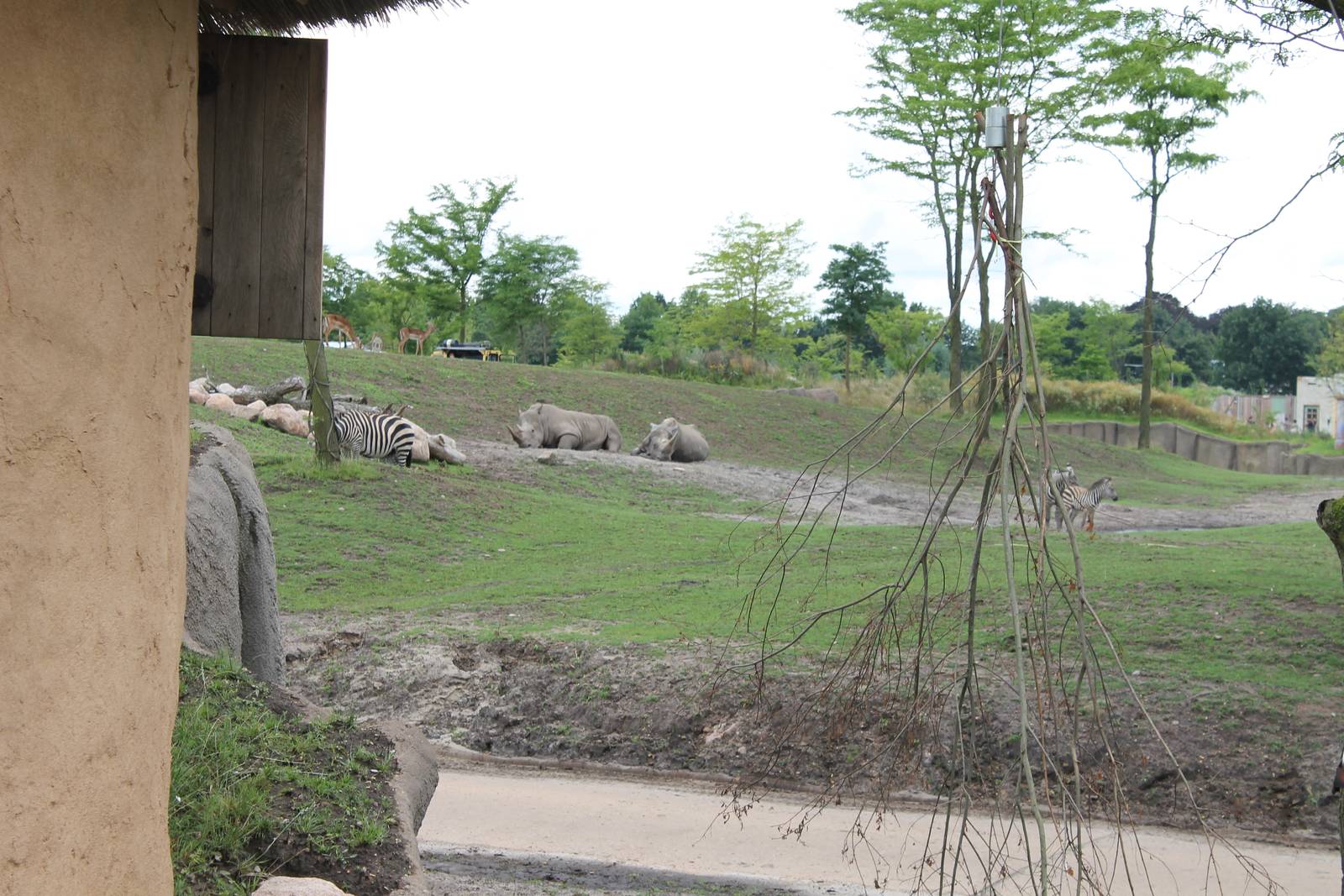 SERENGA - part of African plain