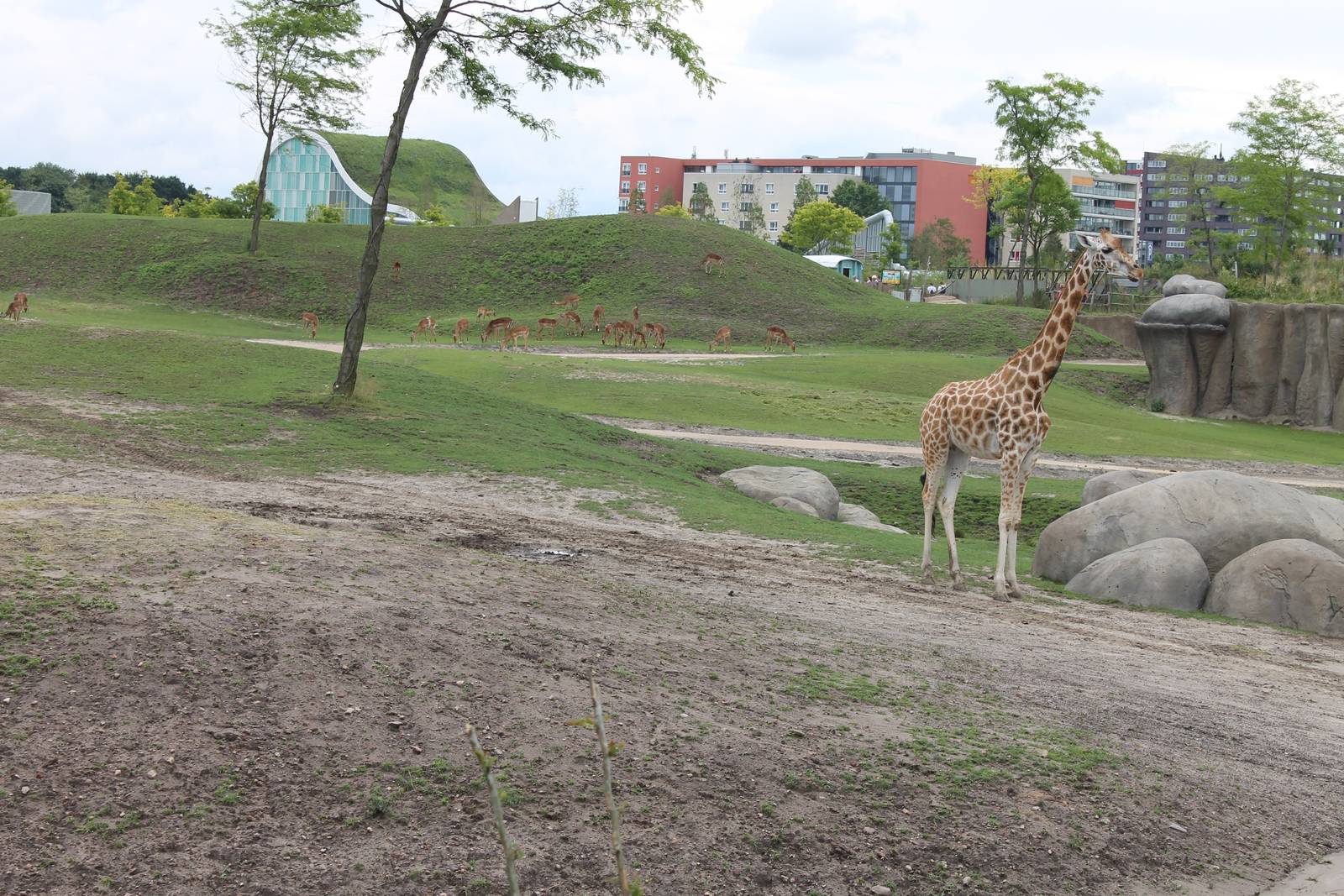 SERENGA : Part of African plain