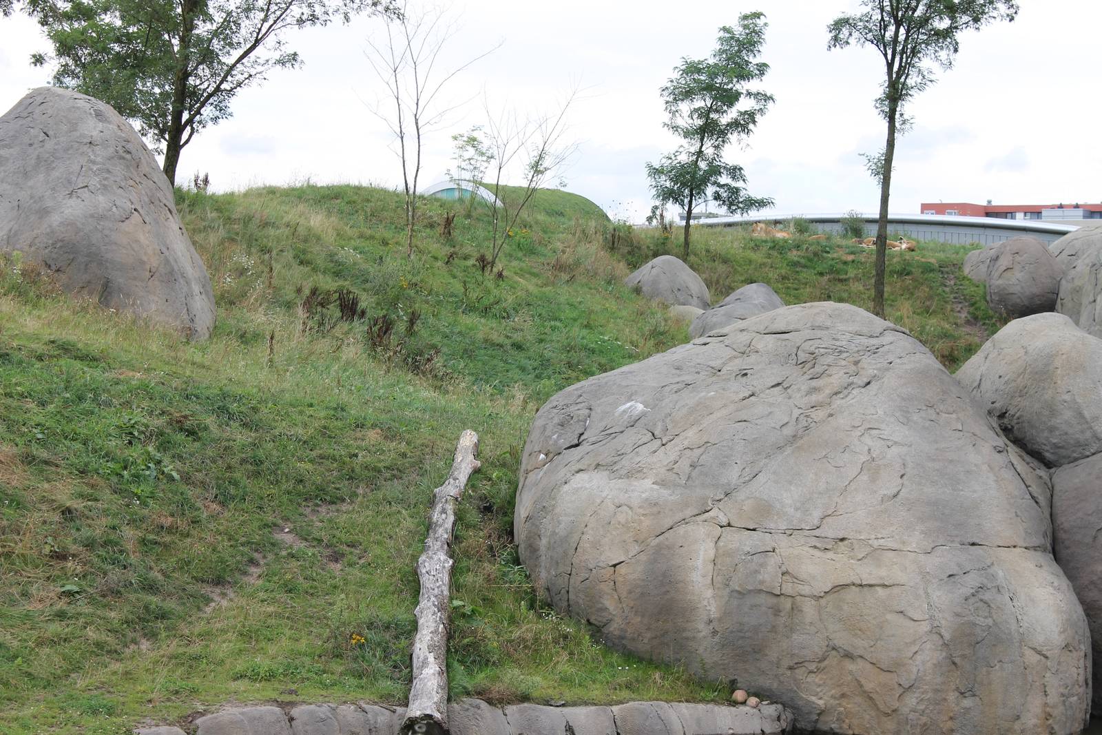 SERENGA - Part of Lion enclosure