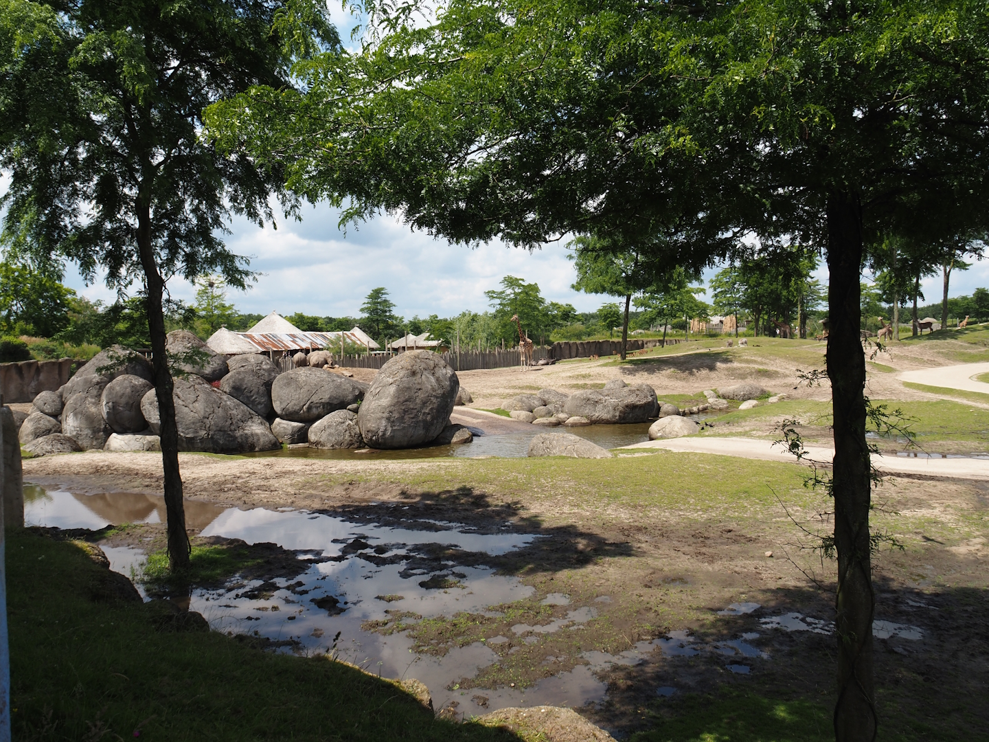 Serenga - Part of savanna exhibit with rocks, pond and mud wallow, 2024-06-23