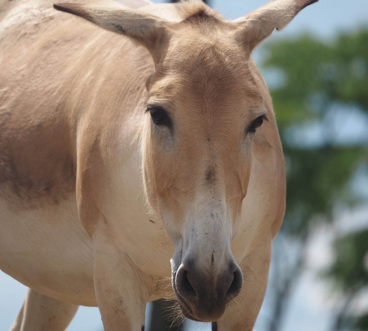 Serenga - Persian onager (Equus hemionus onager), 2024-06-23