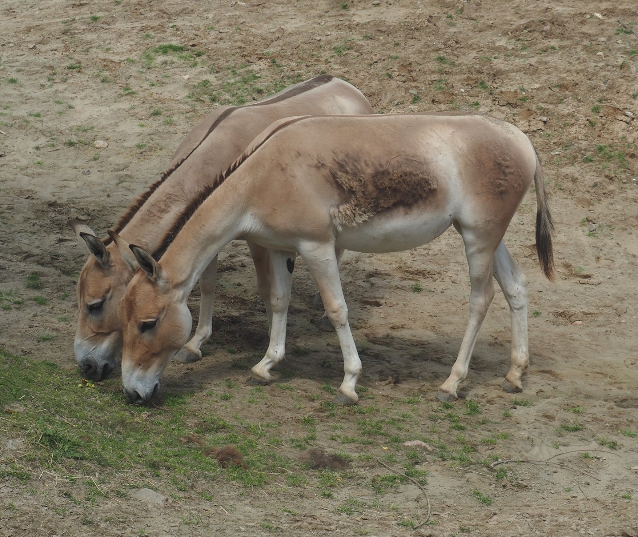 Serenga - Persian onagers (Equus hemionus onager), 2024-06-23