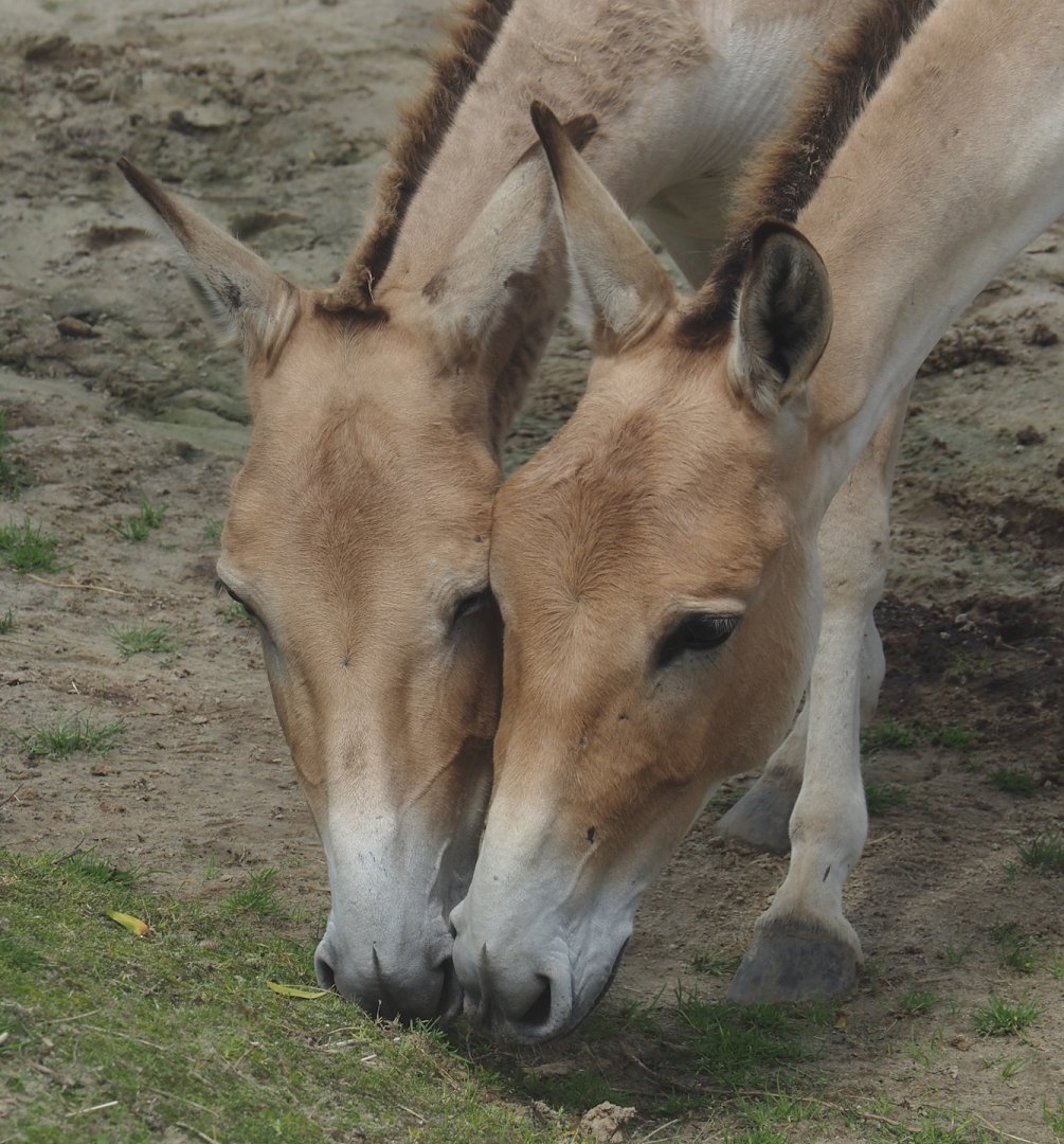 Serenga - Persian onagers (Equus hemionus onager), 2024-06-23