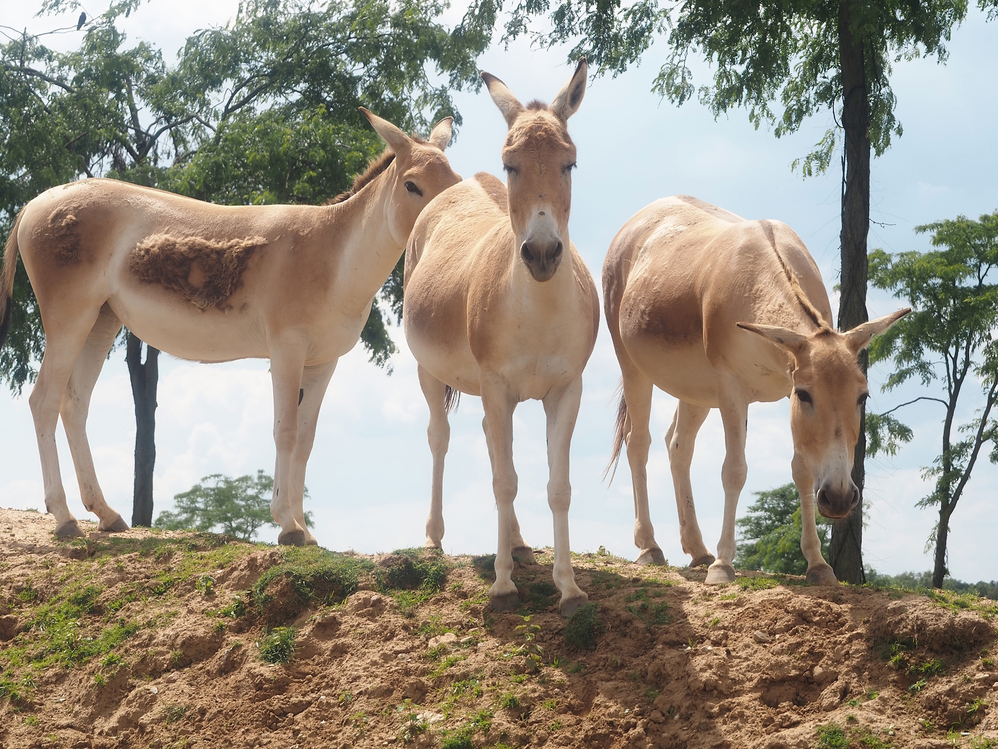 Serenga - Persian onagers (Equus hemionus onager), 2024-06-23