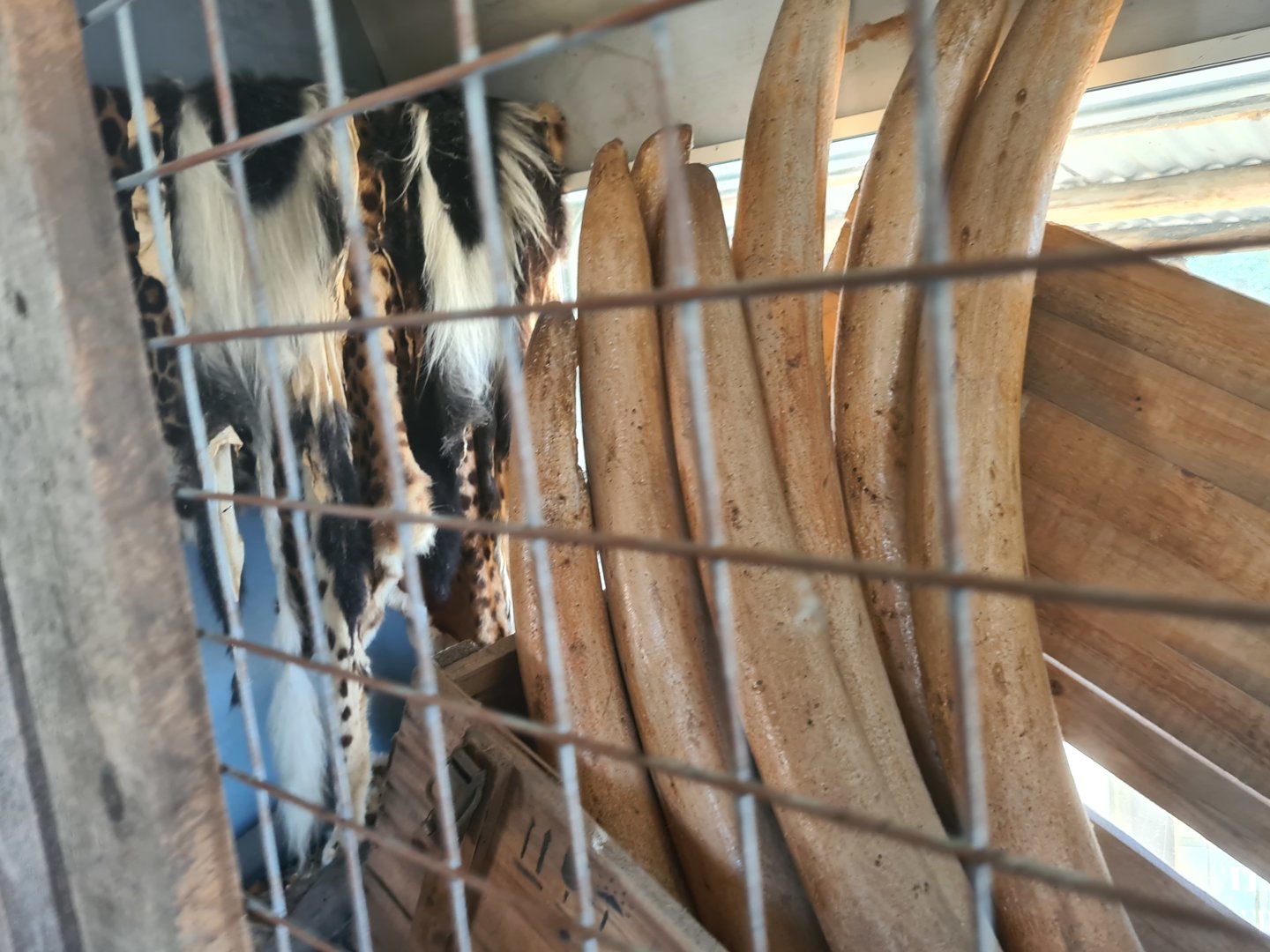 Serenga - Poacher's haul