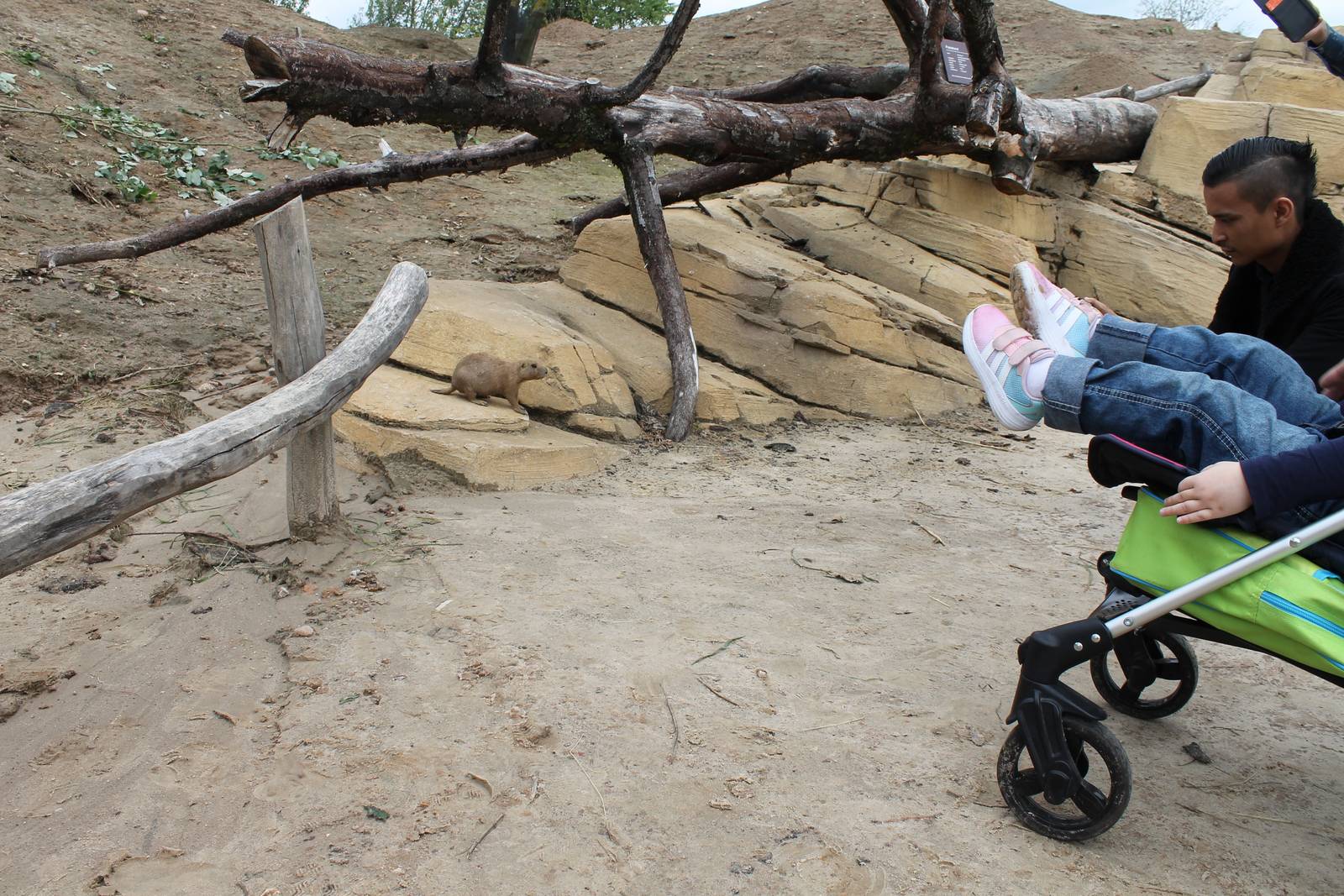 SERENGA - Prairie dog