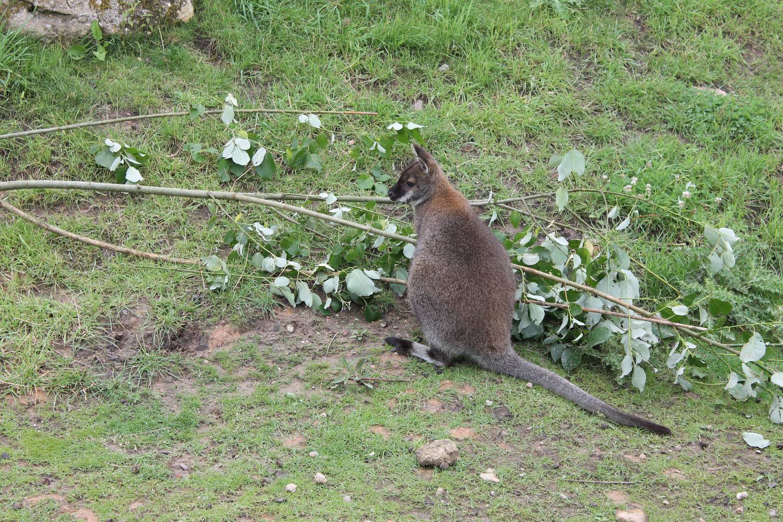 SERENGA - Red-necked wallaby