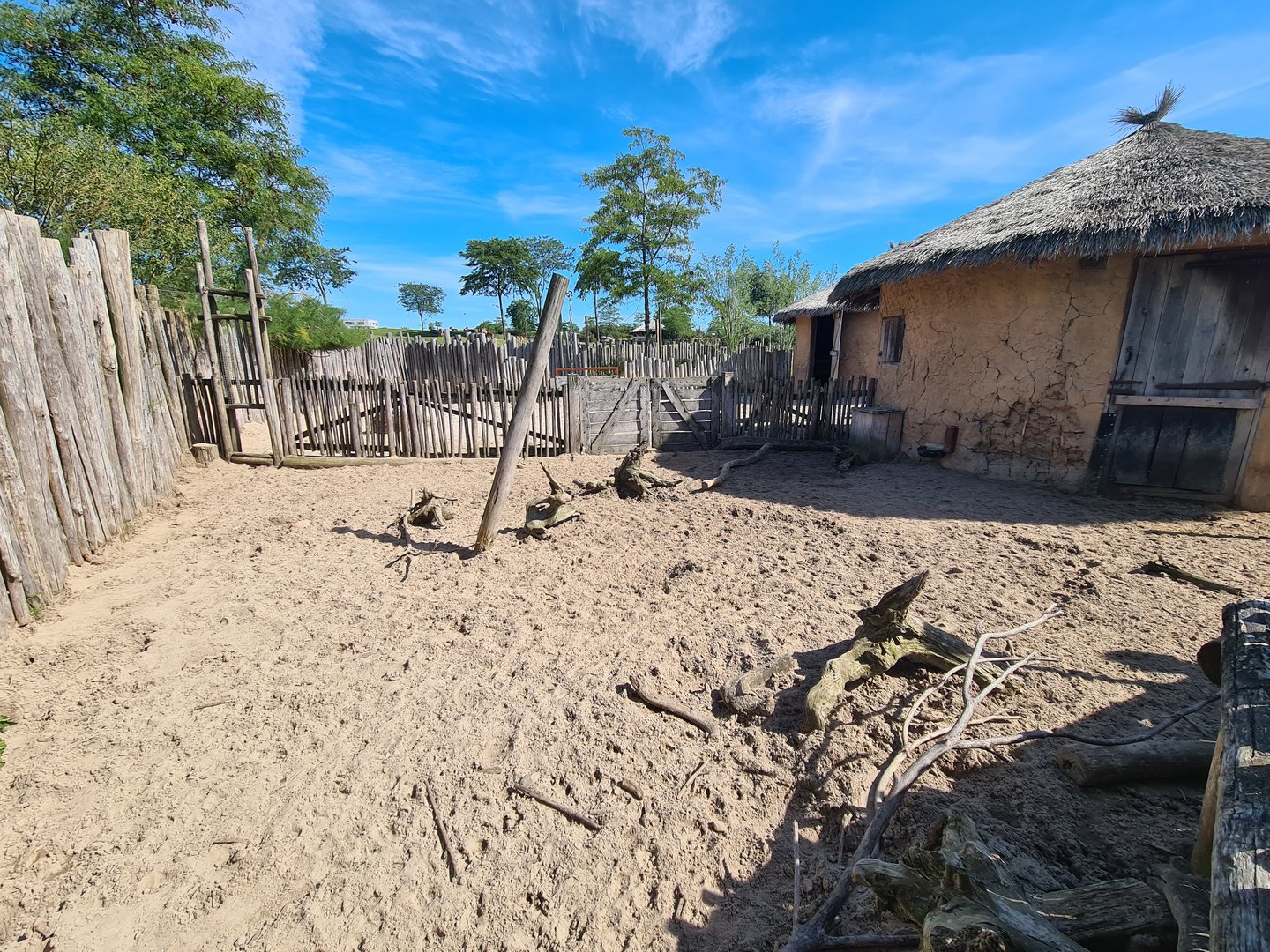 Serenga - Red river hog enclosure