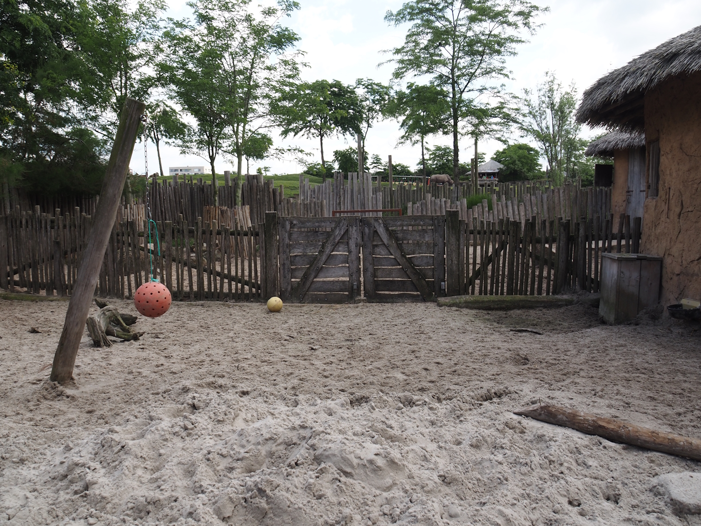 Serenga - Red river hog paddock, 2024-06-23