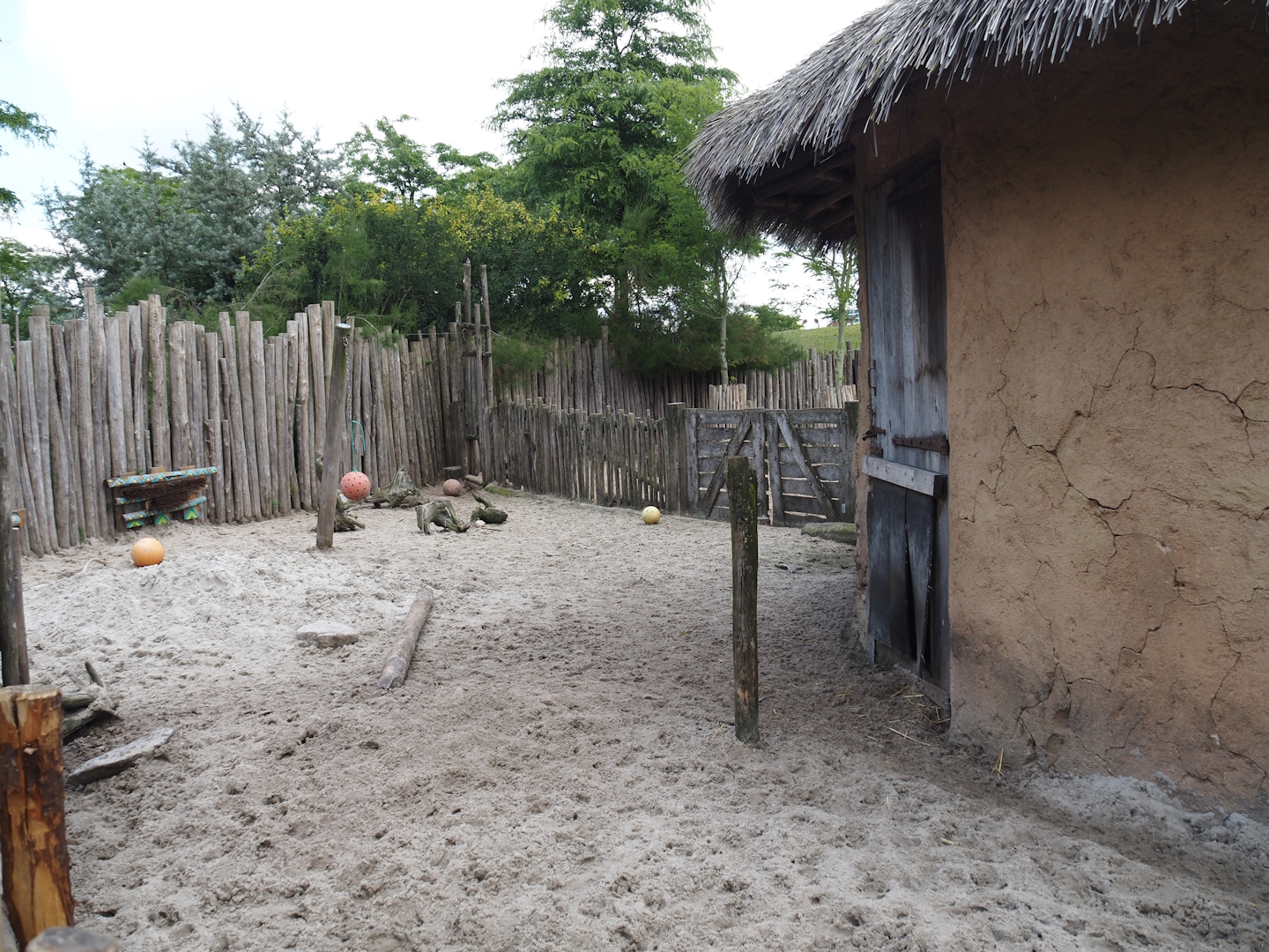 Serenga - Red river hog paddock, 2024-06-23