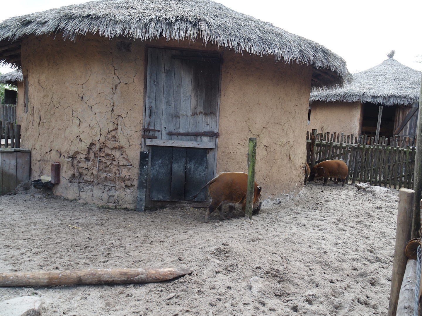 Serenga - Red river hog paddock and house, 2024-06-23