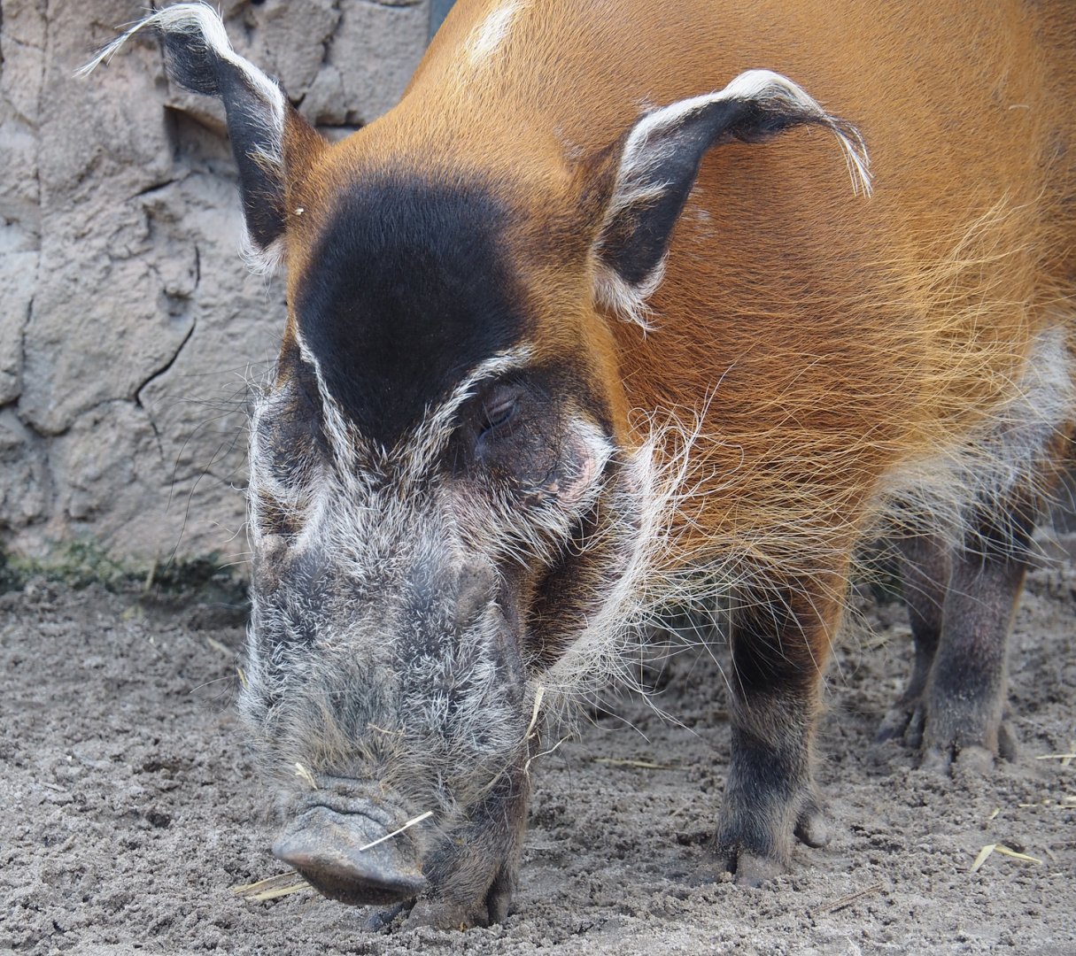 Serenga - Red river hog (Potamochoerus porcus), 2024-06-23