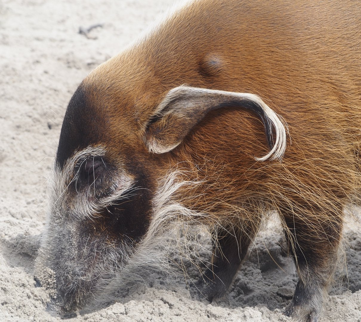 Serenga - Red river hog (Potamochoerus porcus), 2024-06-23