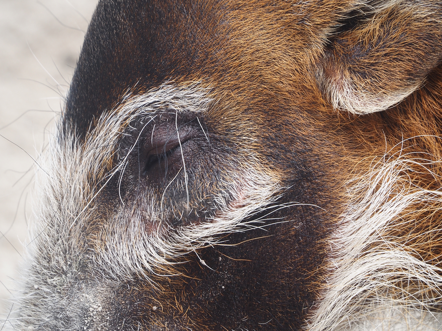 Serenga - Red river hog (Potamochoerus porcus), 2024-06-23