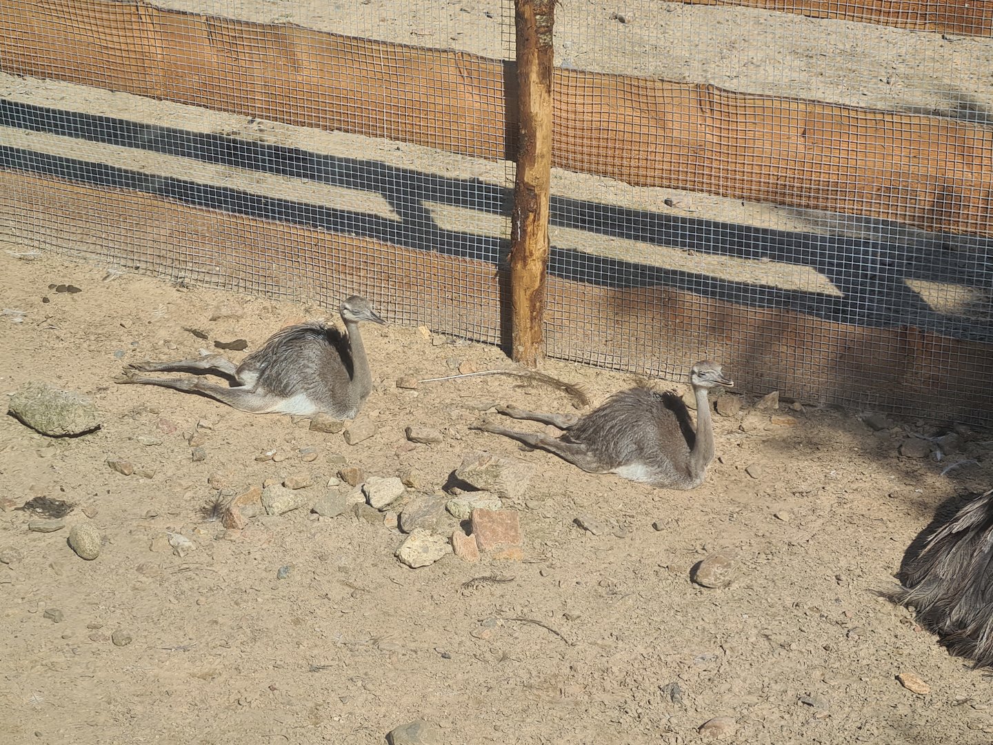 Serenga - Rhea chicks