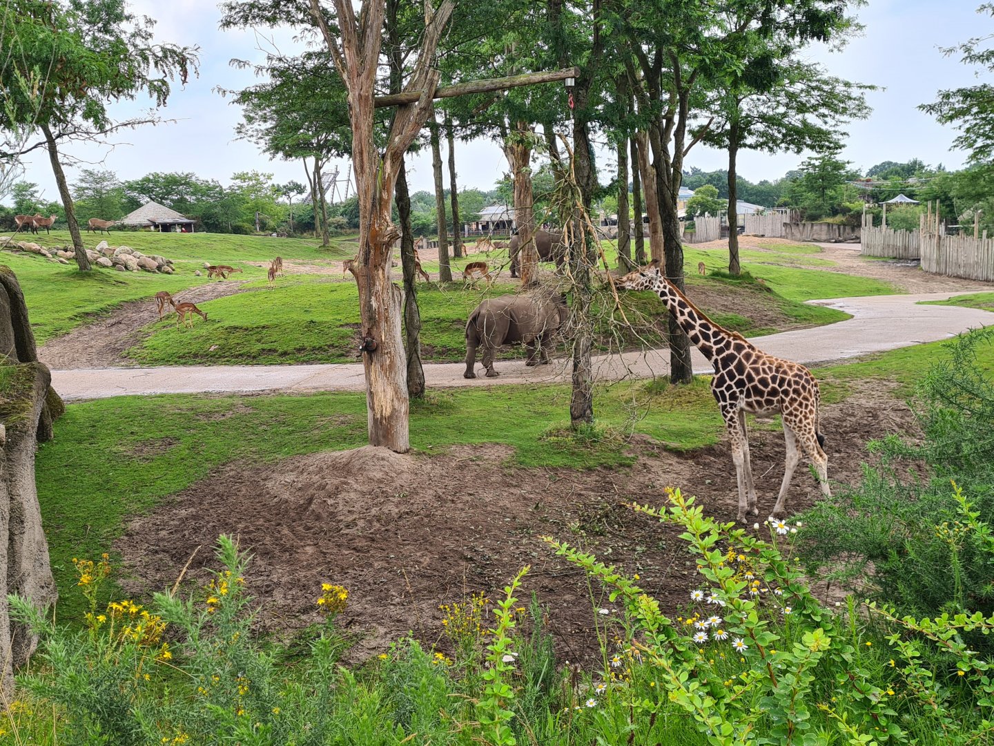 Serenga - Rothschild's giraffe, Defassa waterbuck, Southern White rhinoceros and Impala