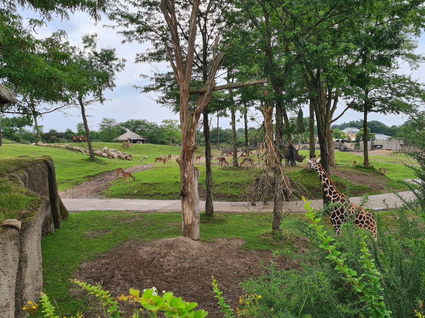 Serenga - Rothschild's giraffe, Defassa waterbuck, Southern White rhinoceros and Impala