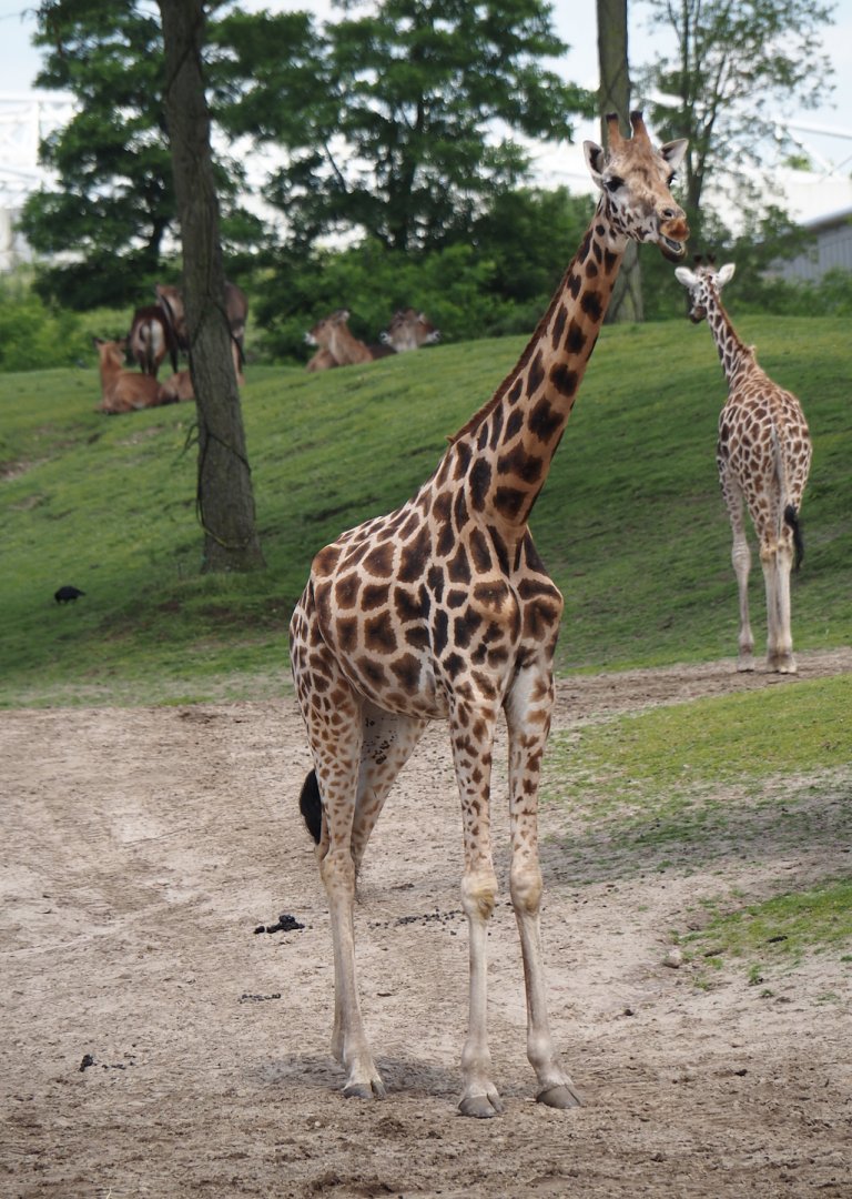 Serenga - Rothschild's giraffe (Giraffa camelopardalis rothschildi), 2024-06-23