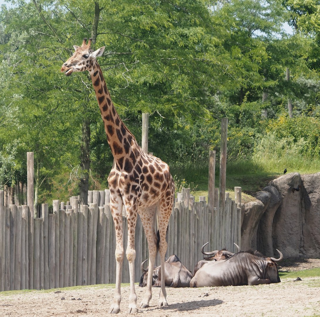Serenga - Rothschild's giraffe (Giraffa camelopardalis rothschildi), 2024-06-23
