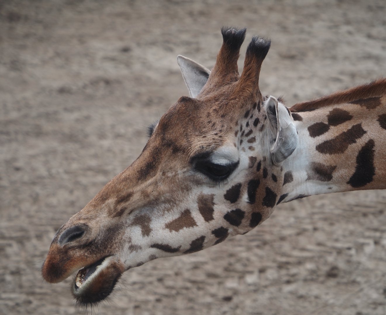 Serenga - Rothschild's giraffe (Giraffa camelopardalis rothschildi), 2024-06-23