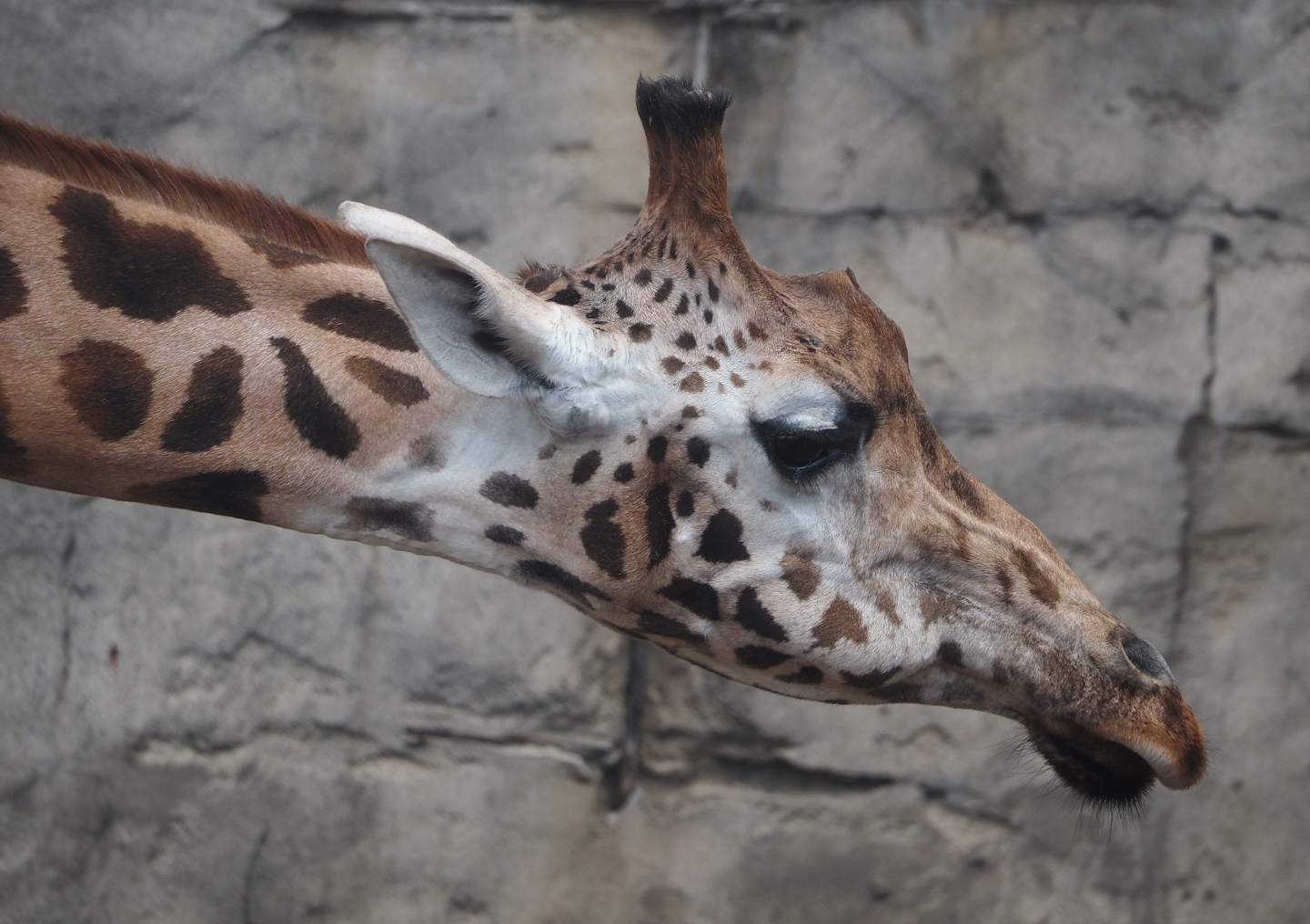 Serenga - Rothschild's giraffe (Giraffa camelopardalis rothschildi), 2024-06-23