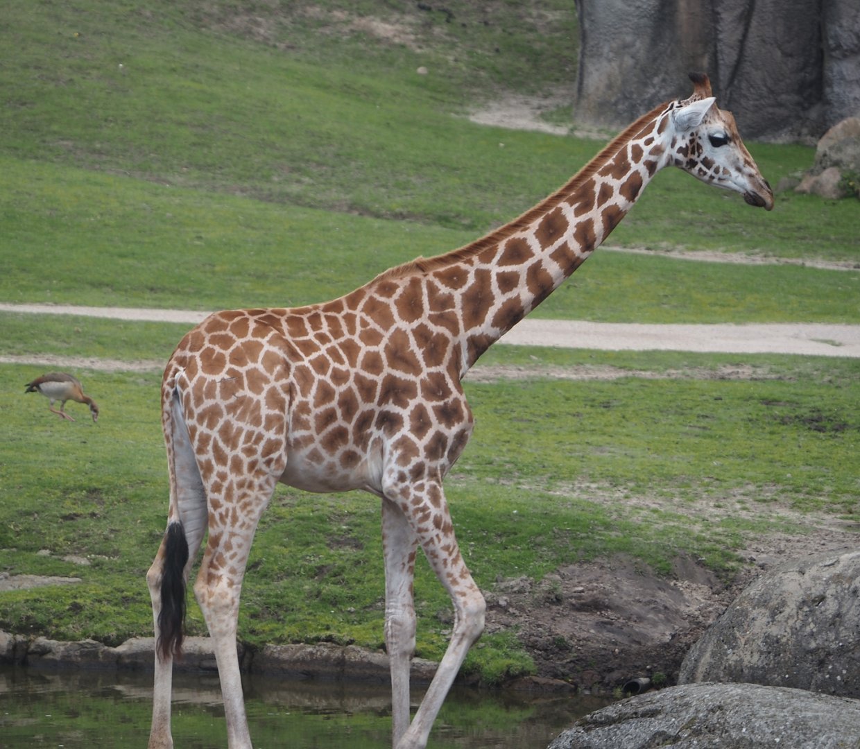 Serenga - Rothschild's giraffe (Giraffa camelopardalis rothschildi), 2024-06-23
