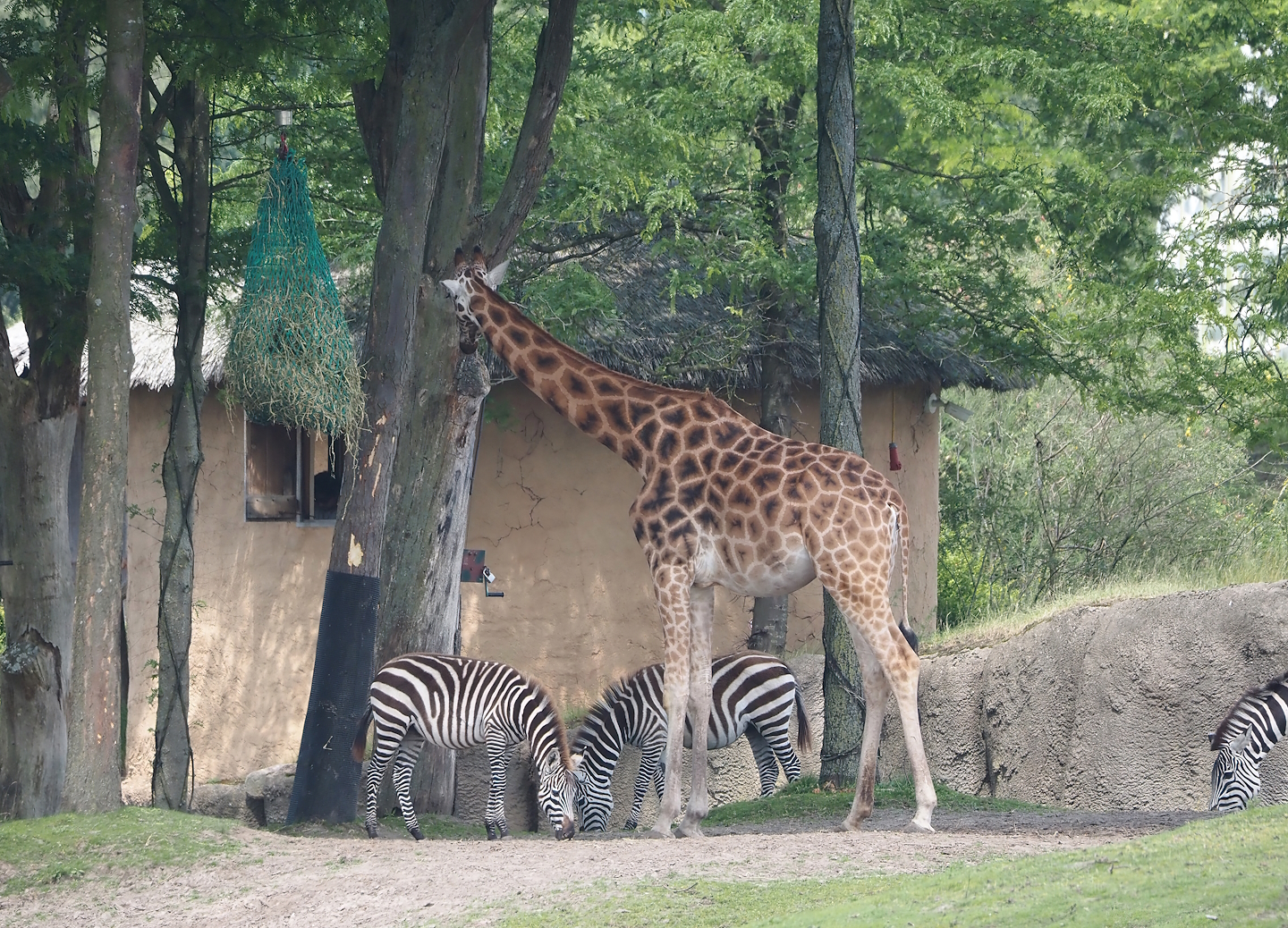 Serenga - Rothschild's giraffe (Giraffa camelopardalis rothschildi) and Grant's zebras (Equus quagga boehmi), 2024-06-23