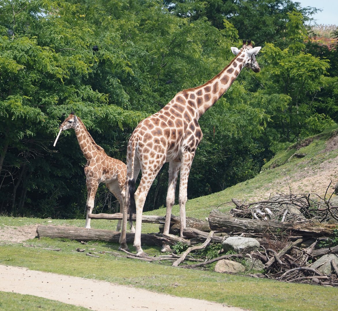 Serenga -  Rothschild's giraffes (Giraffa camelopardalis rothschildi), 2024-06-23