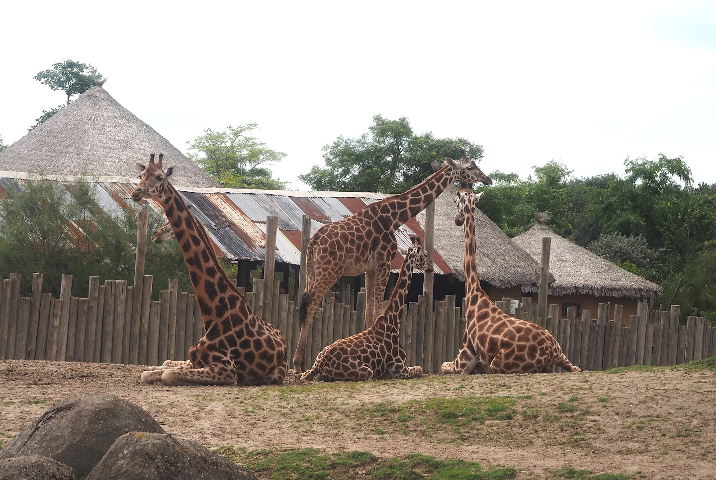 Serenga -  Rothschild's giraffes (Giraffa camelopardalis rothschildi), 2024-06-23