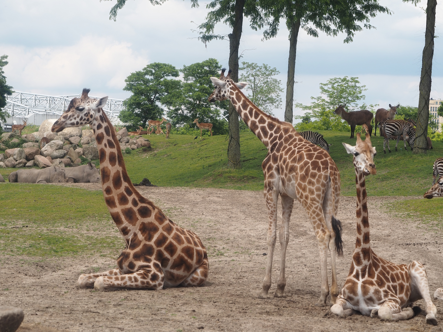 Serenga - Rothschild's giraffes (Giraffa camelopardalis rothschildi), 2024-06-23