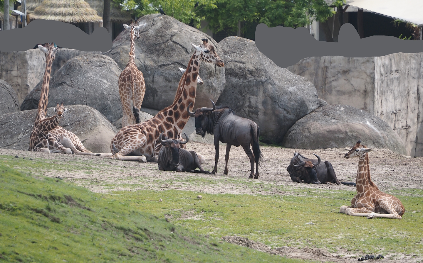 Serenga - Rothschild's giraffes (Giraffa camelopardalis rothschildi) and Blue wildebeest (Connochaetes taurinus taurinus), 2024-06-23