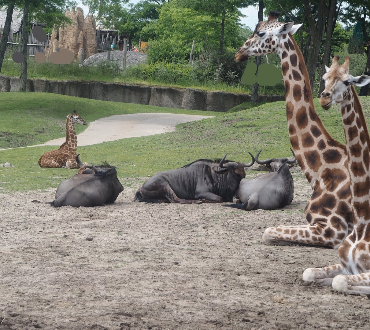 Serenga -  Rothschild's giraffes (Giraffa camelopardalis rothschildi) and Blue wildebeest (Connochaetes taurinus taurinus), 2024-06-23