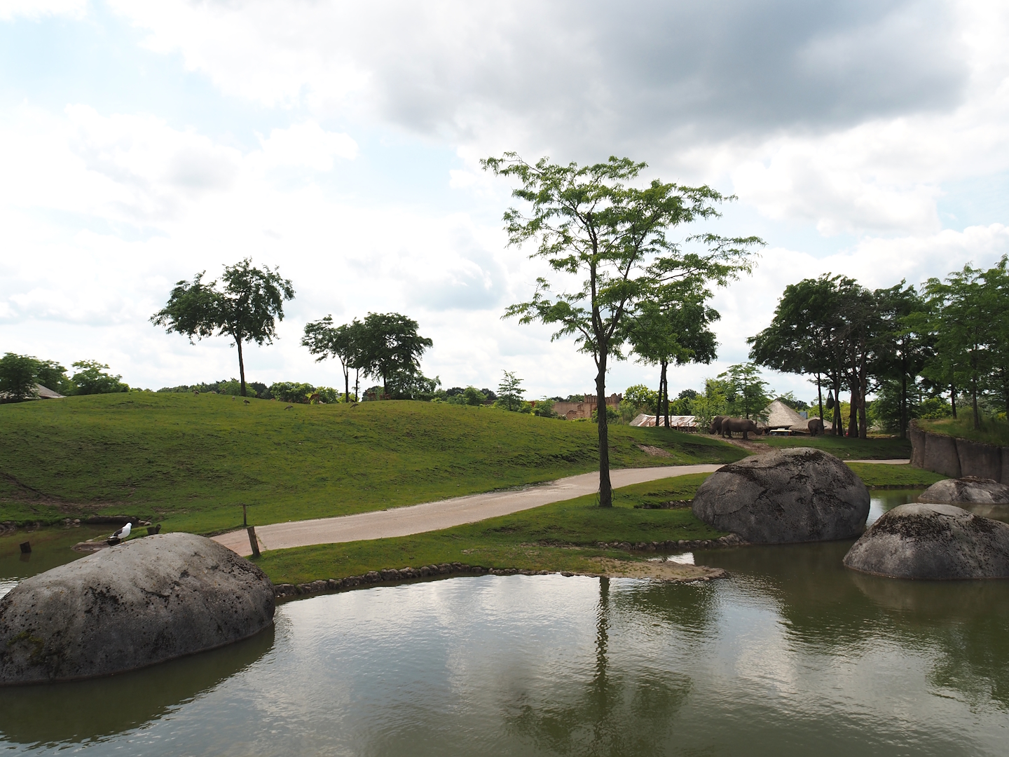 Serenga - Savanna exhibit, 2024-06-23