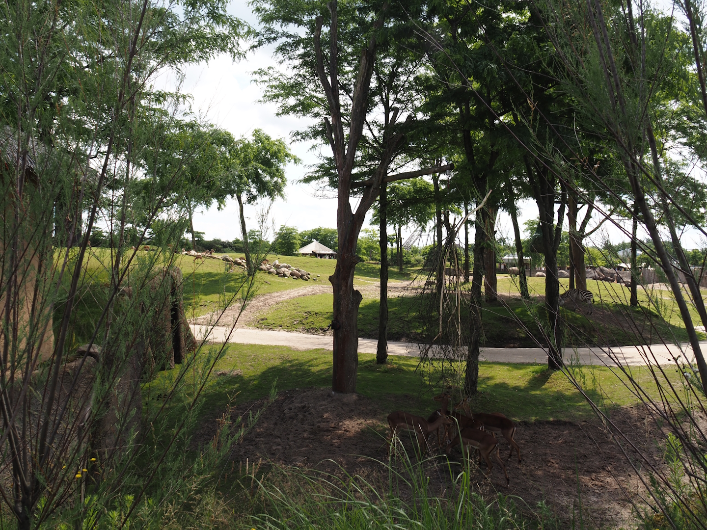 Serenga - Savanna exhibit, 2024-06-23