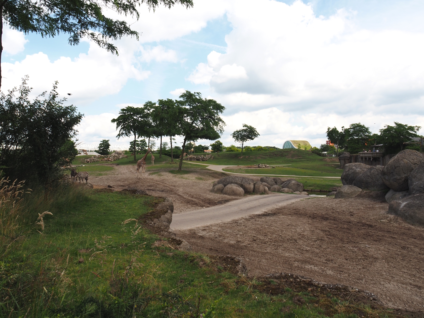 Serenga - Savanna exhibit, 2024-06-23