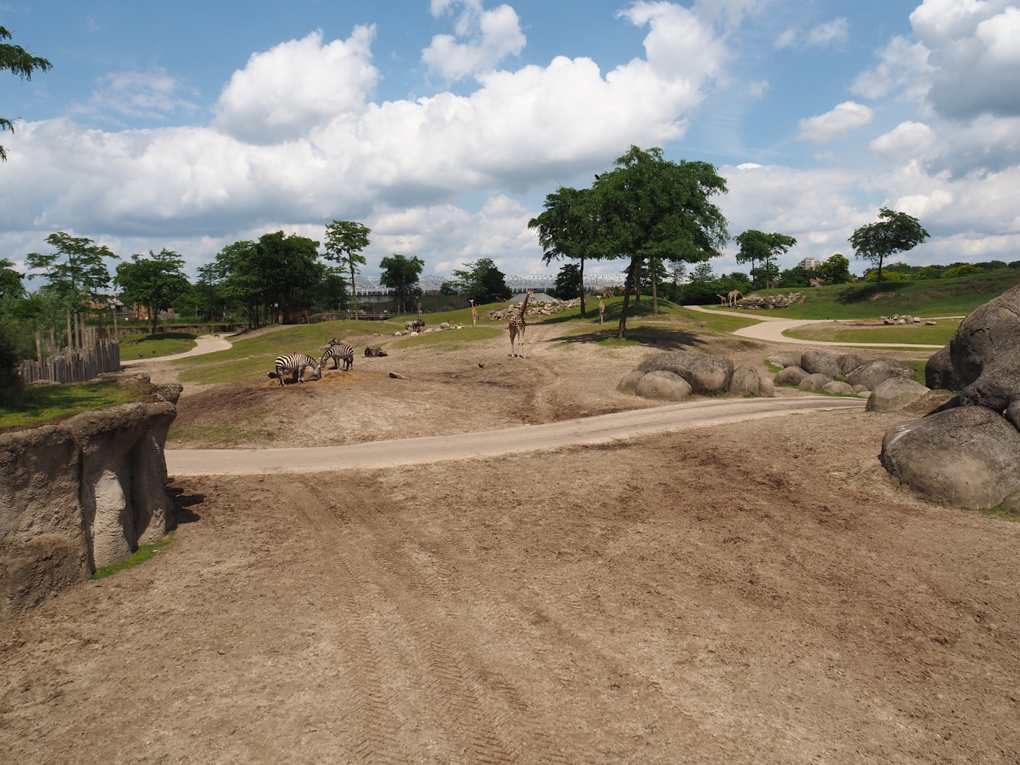 Serenga - Savanna exhibit, 2024-06-23