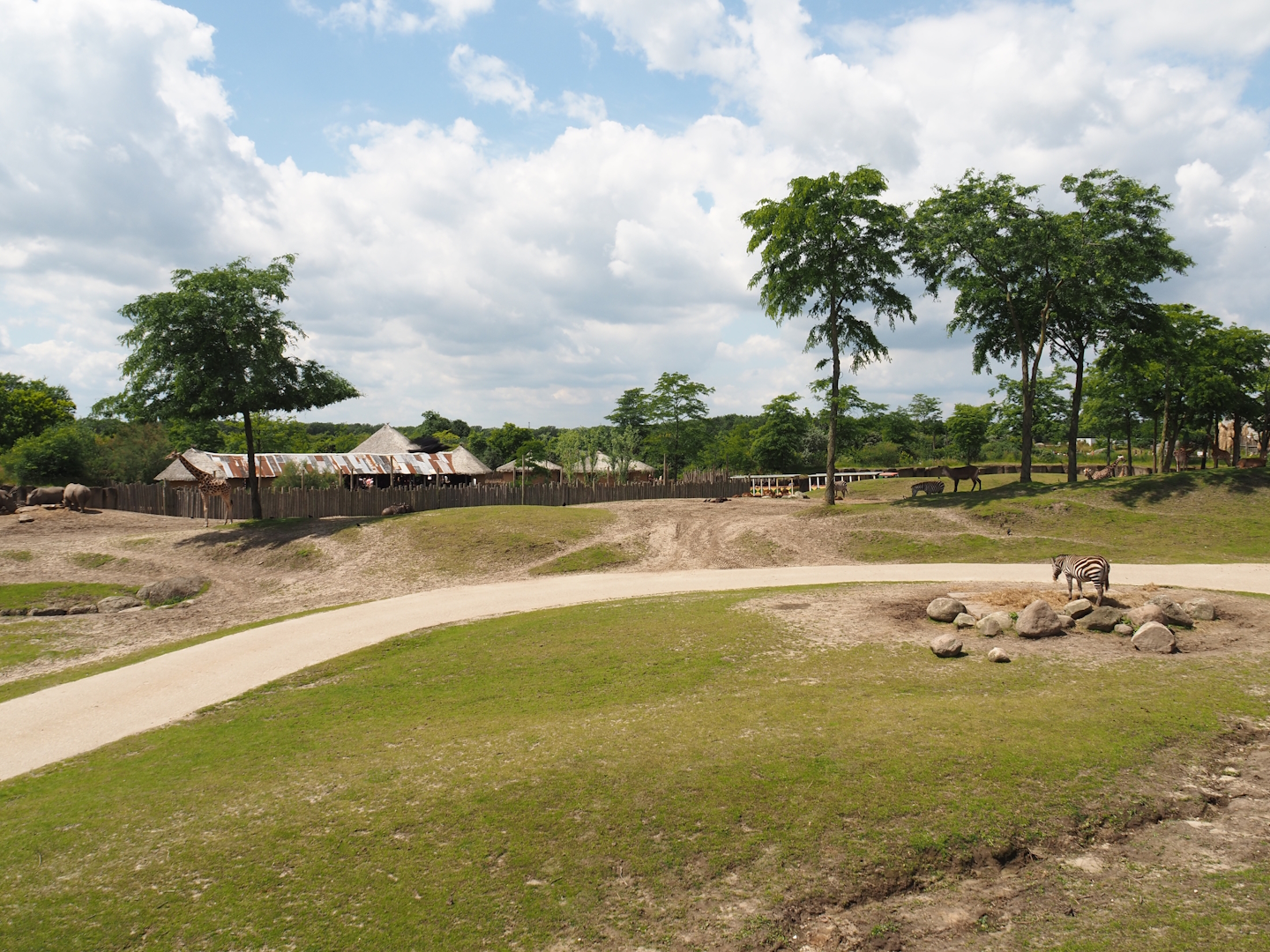 Serenga - Savanna exhibit, 2024-06-23