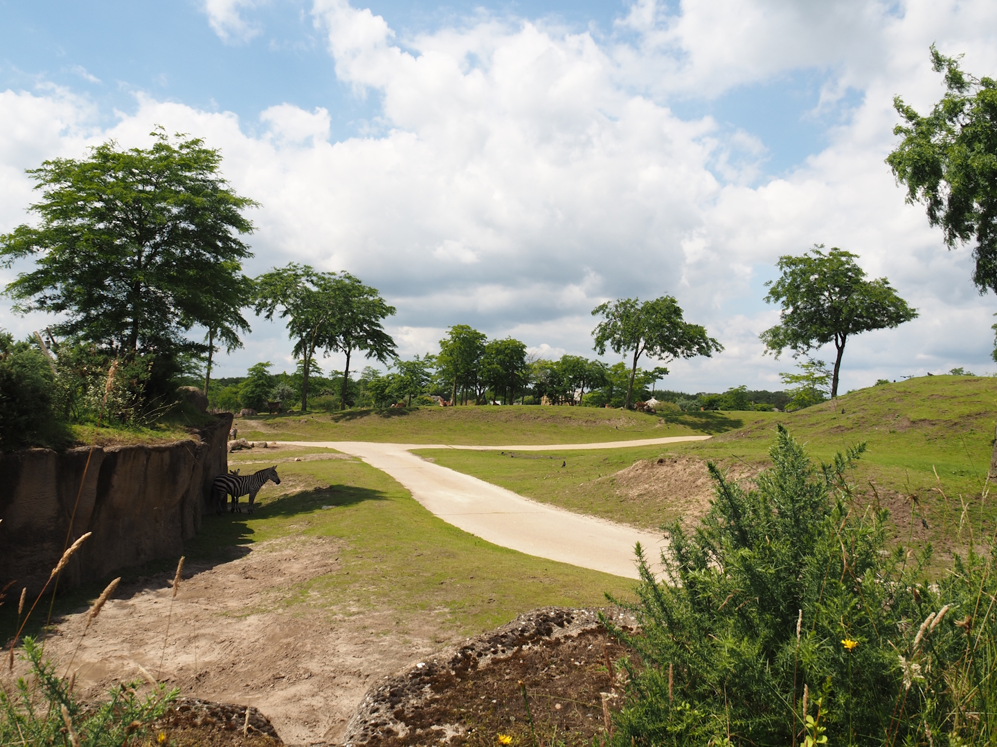 Serenga - Savanna exhibit, 2024-06-23