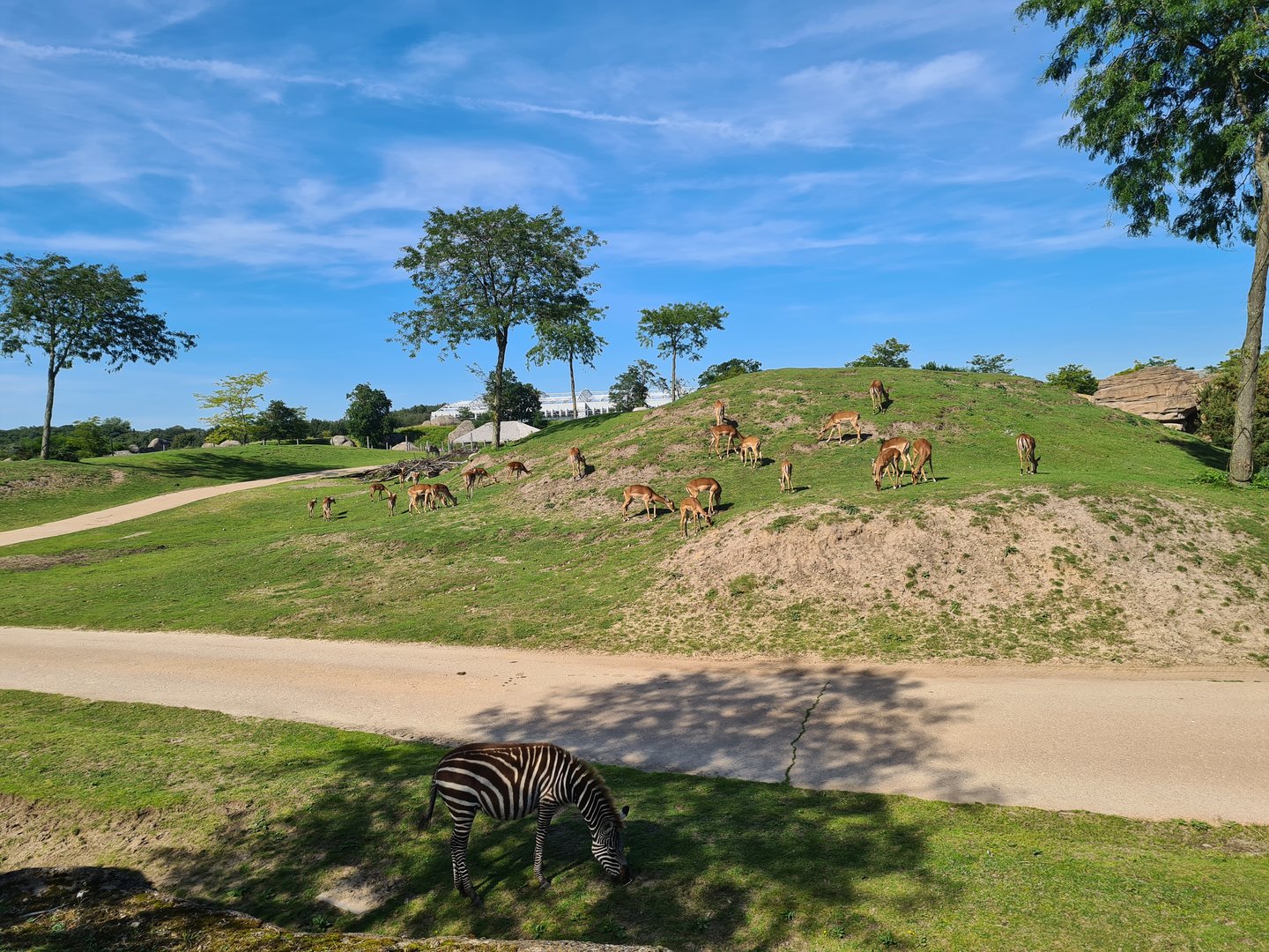 Serenga - Serenga Safari