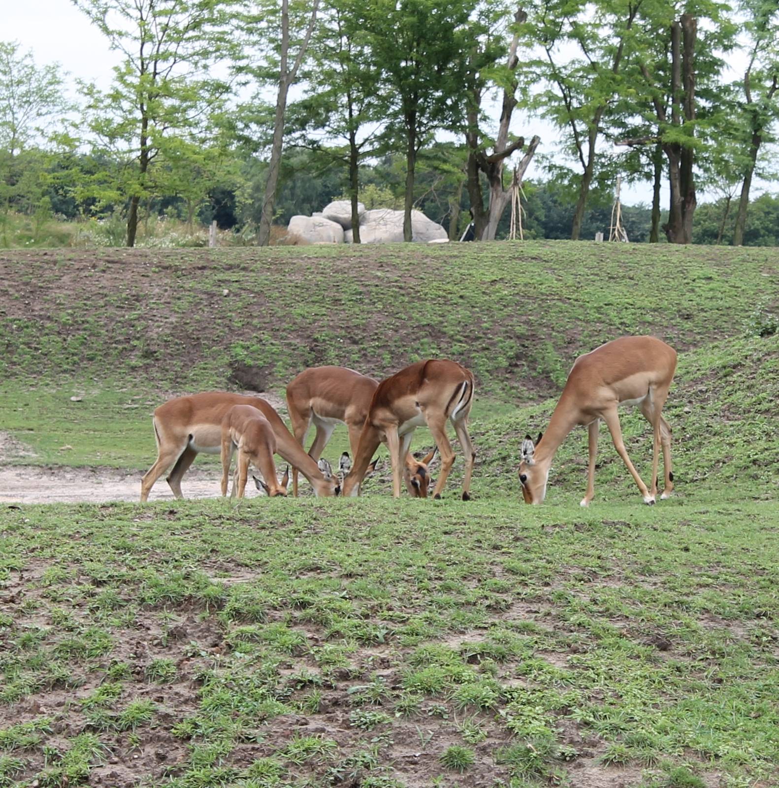 SERENGA - Small Impala-herd