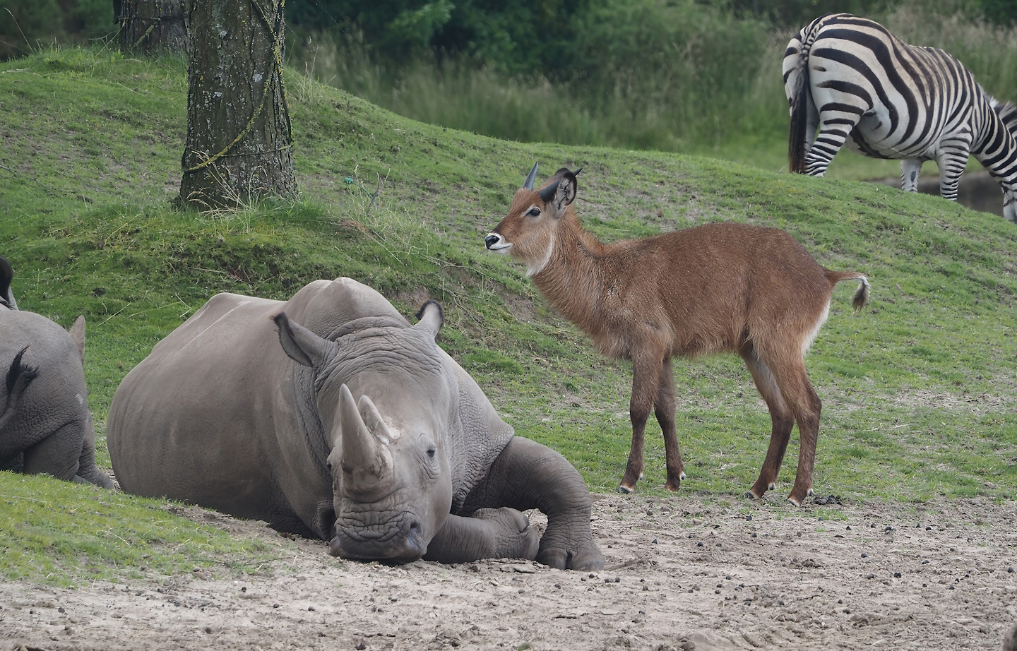 Serenga - Southern white rhinoceros (Ceratotherium simum simum) and Defassa waterbuck (Kobus ellipsiprymnus defassa), 2024-06-23