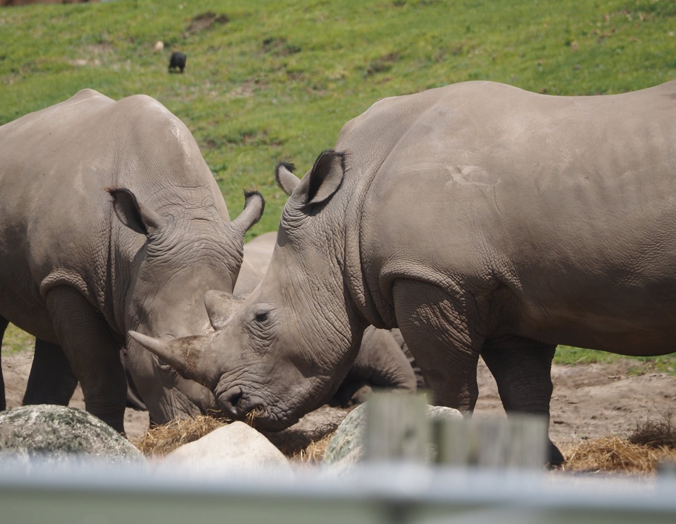 Serenga - Southern white rhinoceroses (Ceratotherium simum simum), 2024-06-23