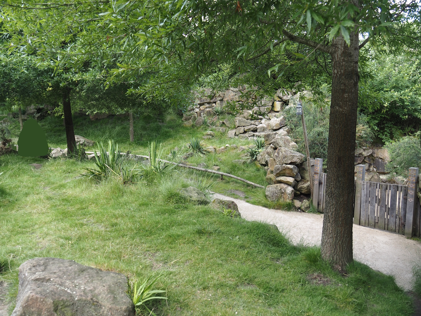 Serenga - Swamp wallaby walk-through exhibit, 2024-06-23