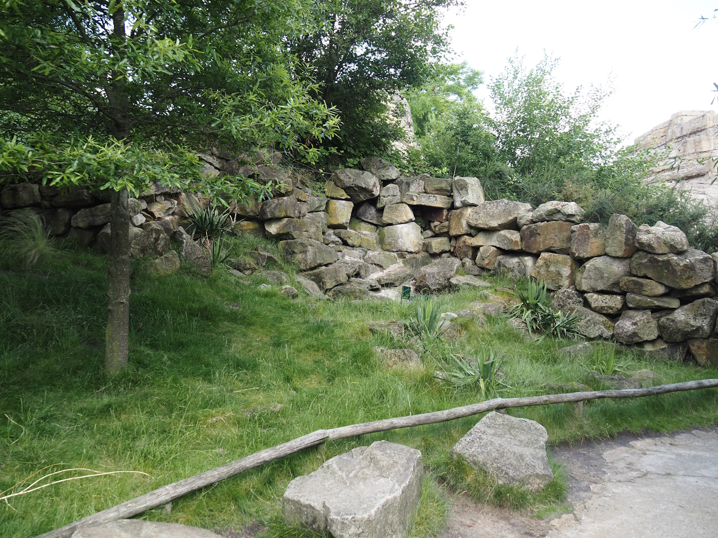Serenga - Swamp wallaby walk-through exhibit, 2024-06-23