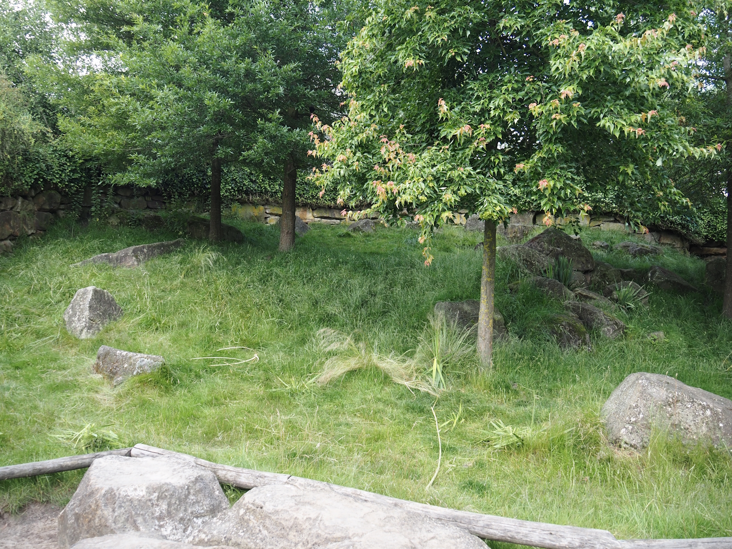 Serenga - Swamp wallaby walk-through exhibit, 2024-06-23