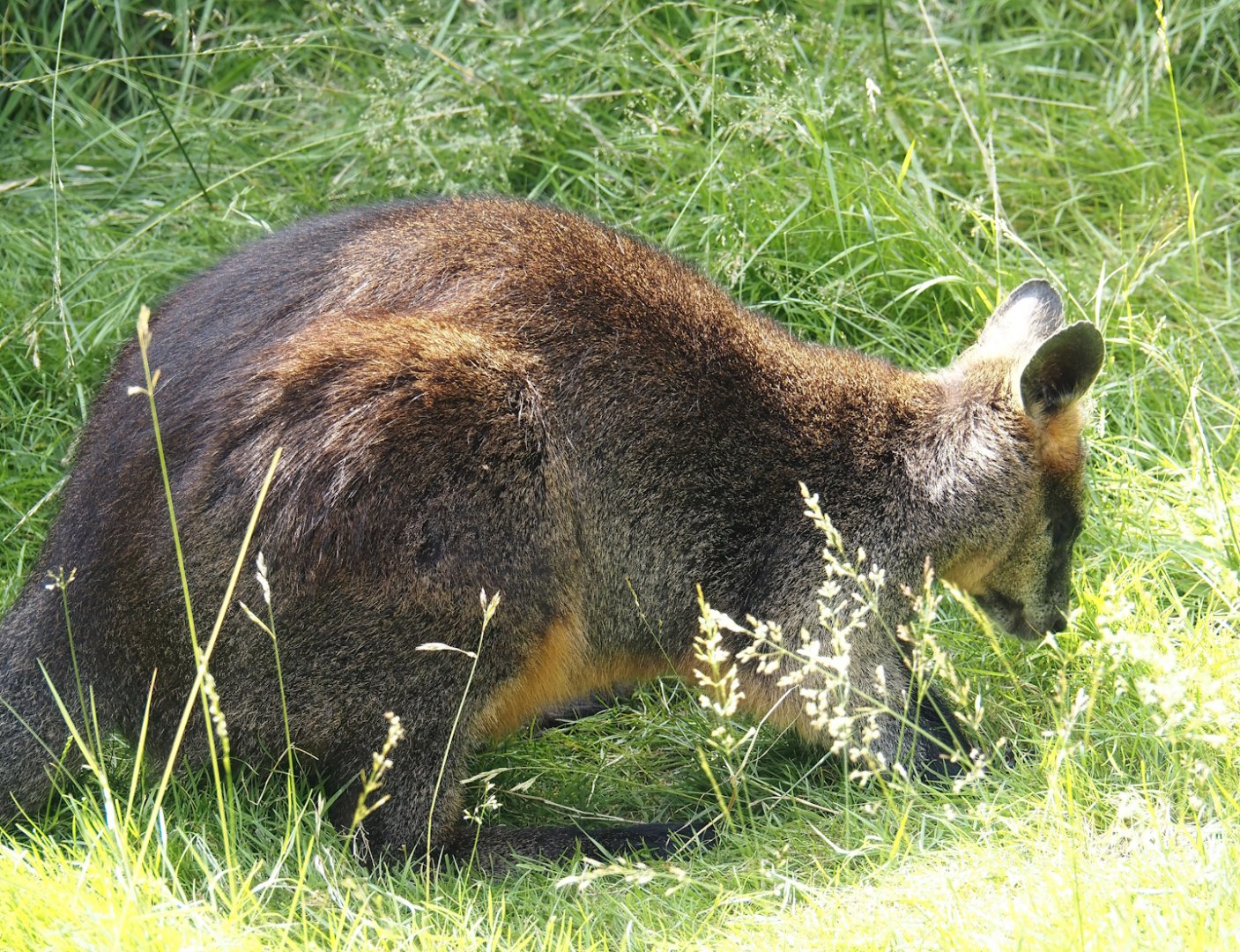Serenga - Swamp wallaby (Wallabia bicolor), 2024-06-23